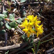 Image of Tetragonia herbacea L.