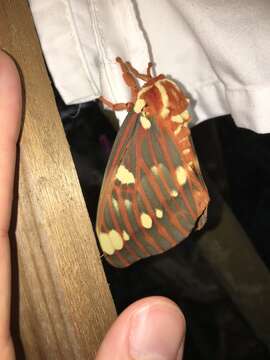 Image of Regal Moth