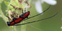 Image of Tylosis suturalis White 1853