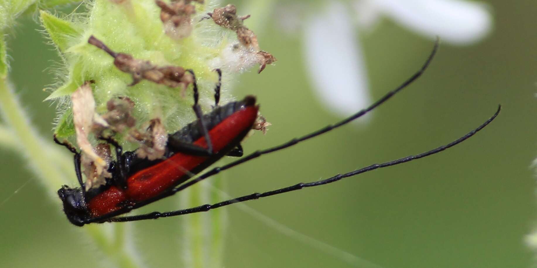 Image of Tylosis suturalis White 1853