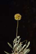 Image of Ruby Mountain buckwheat