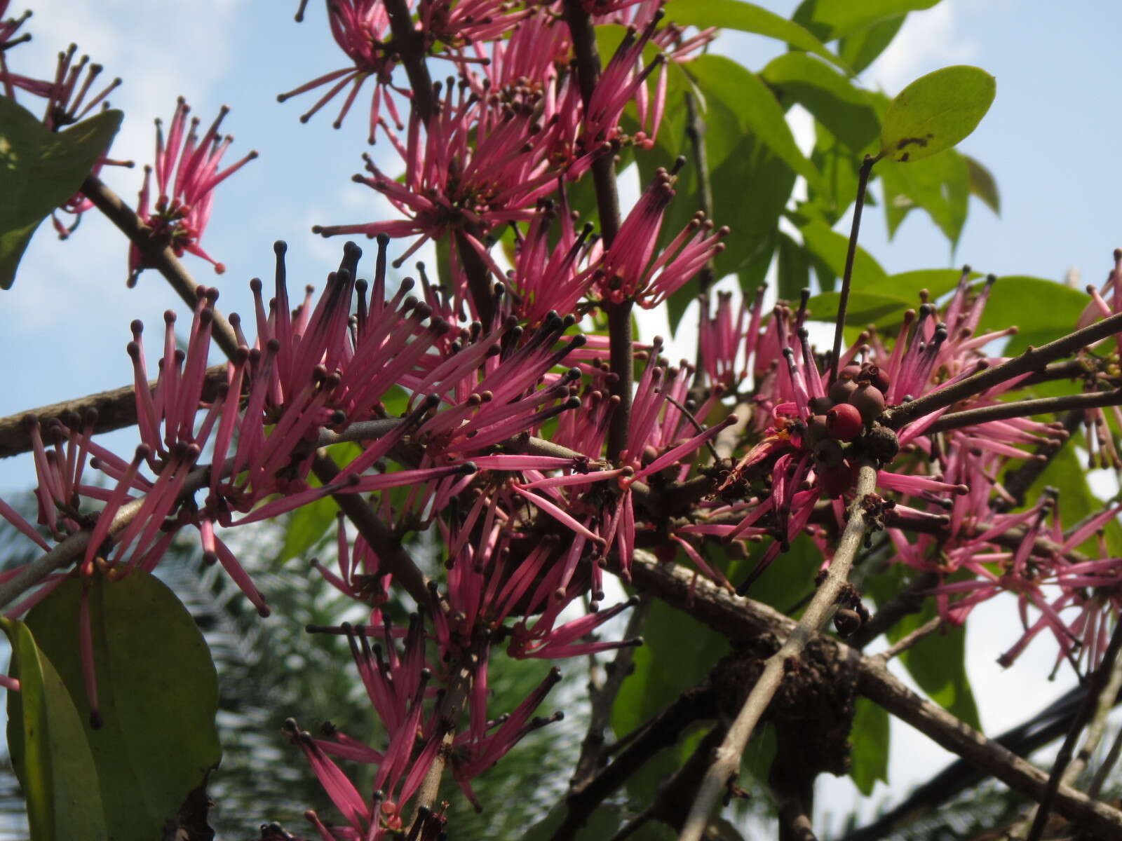 Image of Tapinanthus bangwensis (Engl. & Krause) Danser