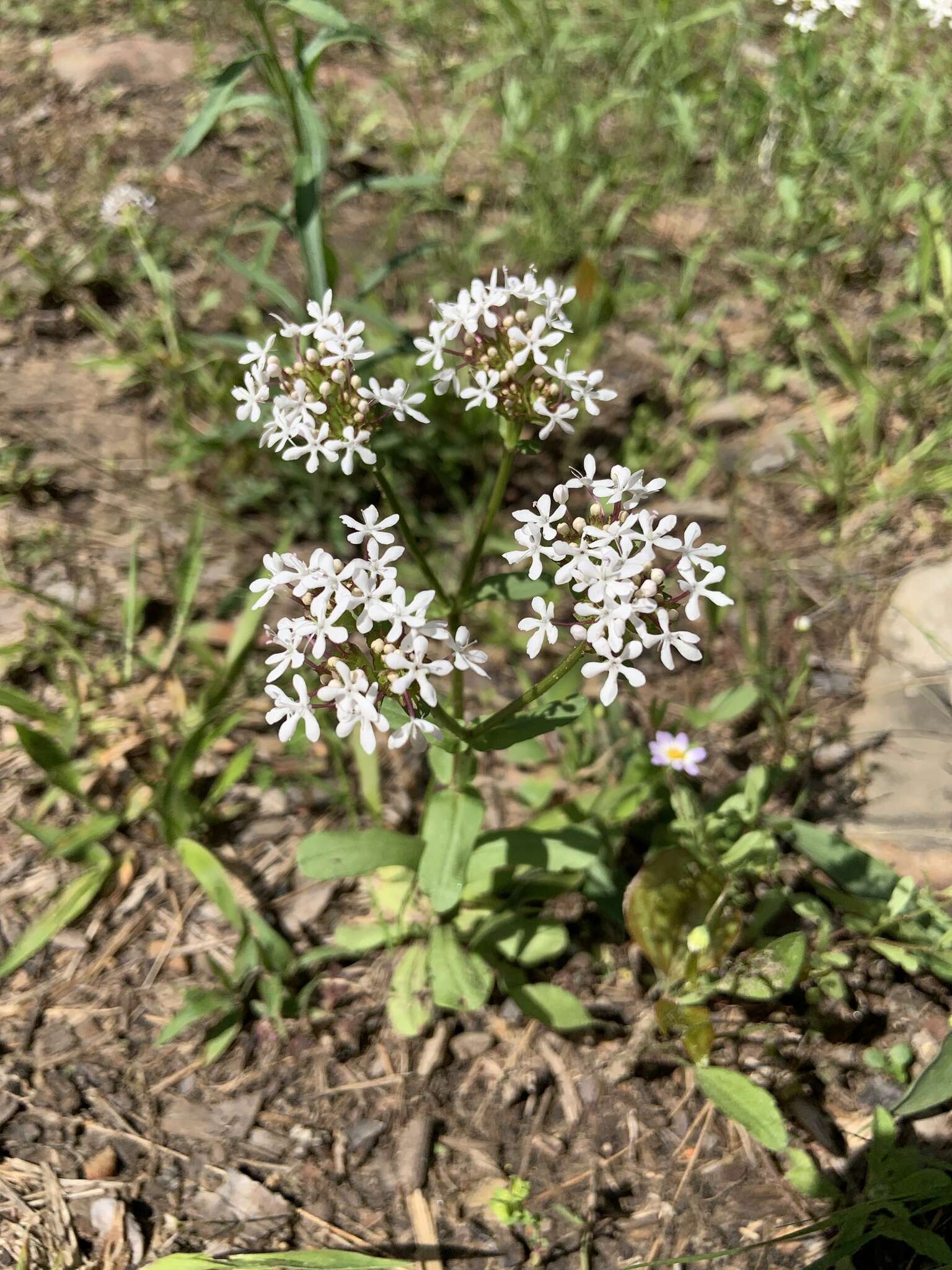 Imagem de Valerianella longiflora (Torr. & Gray) Walp.