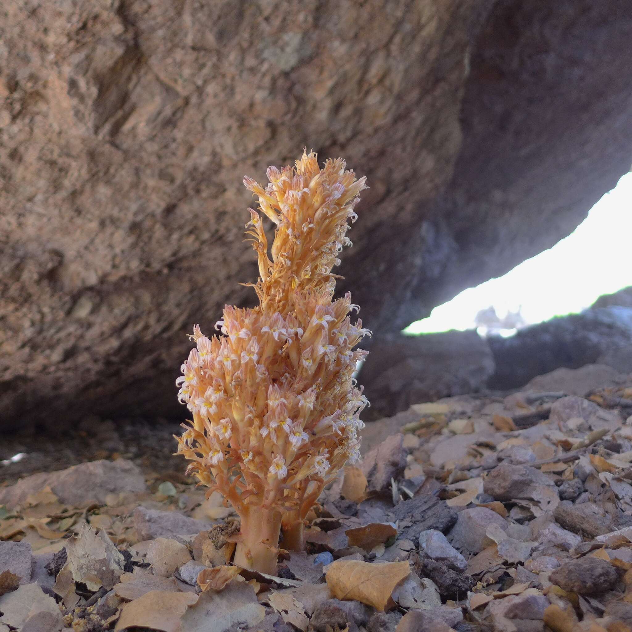 Sivun Aphyllon vallicolum (Jeps.) A. C. Schneid. kuva