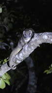 Image of Green Ringtail Possum