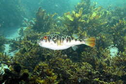 Image of Smooth Toadfish