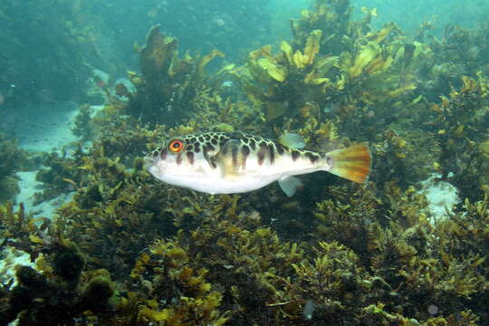 Image of Smooth Toadfish