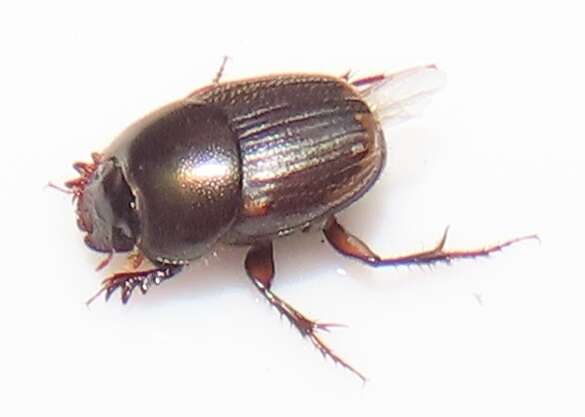 Слика од Onthophagus vinctus Erichson 1843