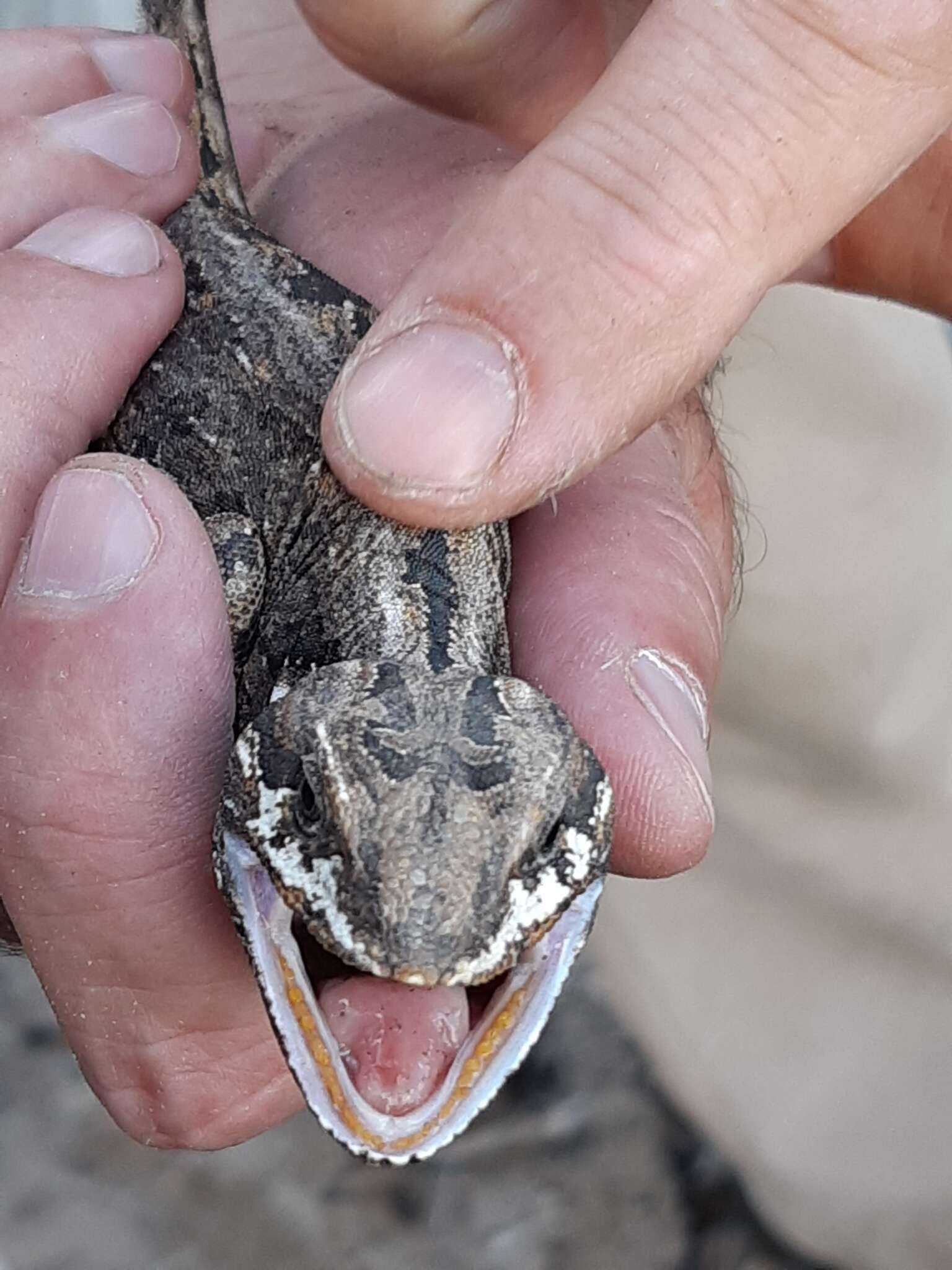 Image of Bell's anole