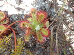 Image of Australian sundew