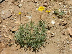 Image of Arizona four-nerve daisy