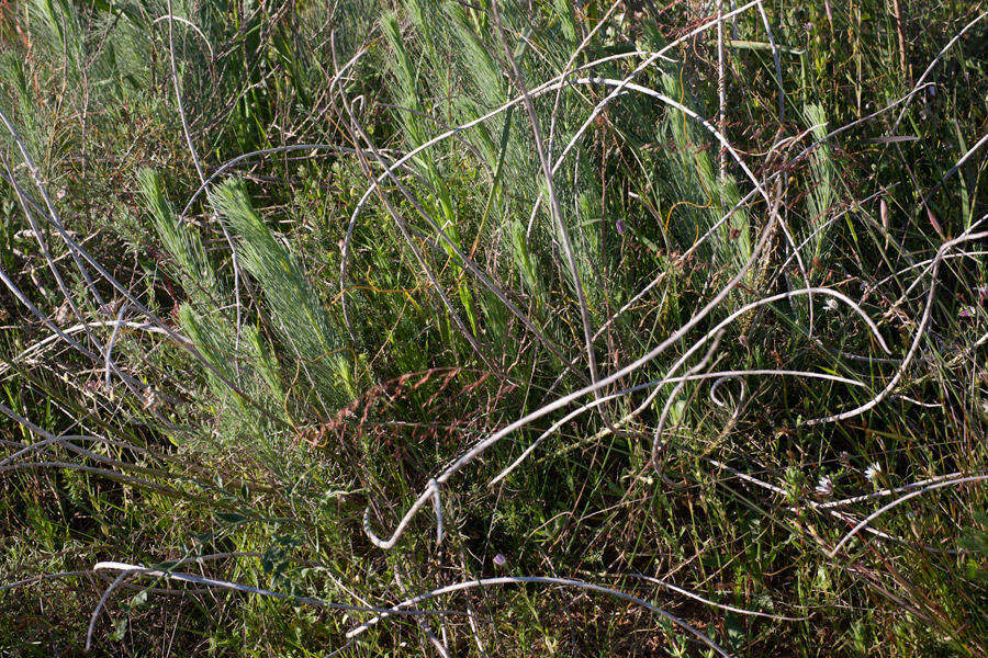 Image of Lebeckia sepiaria (L.) Thunb.