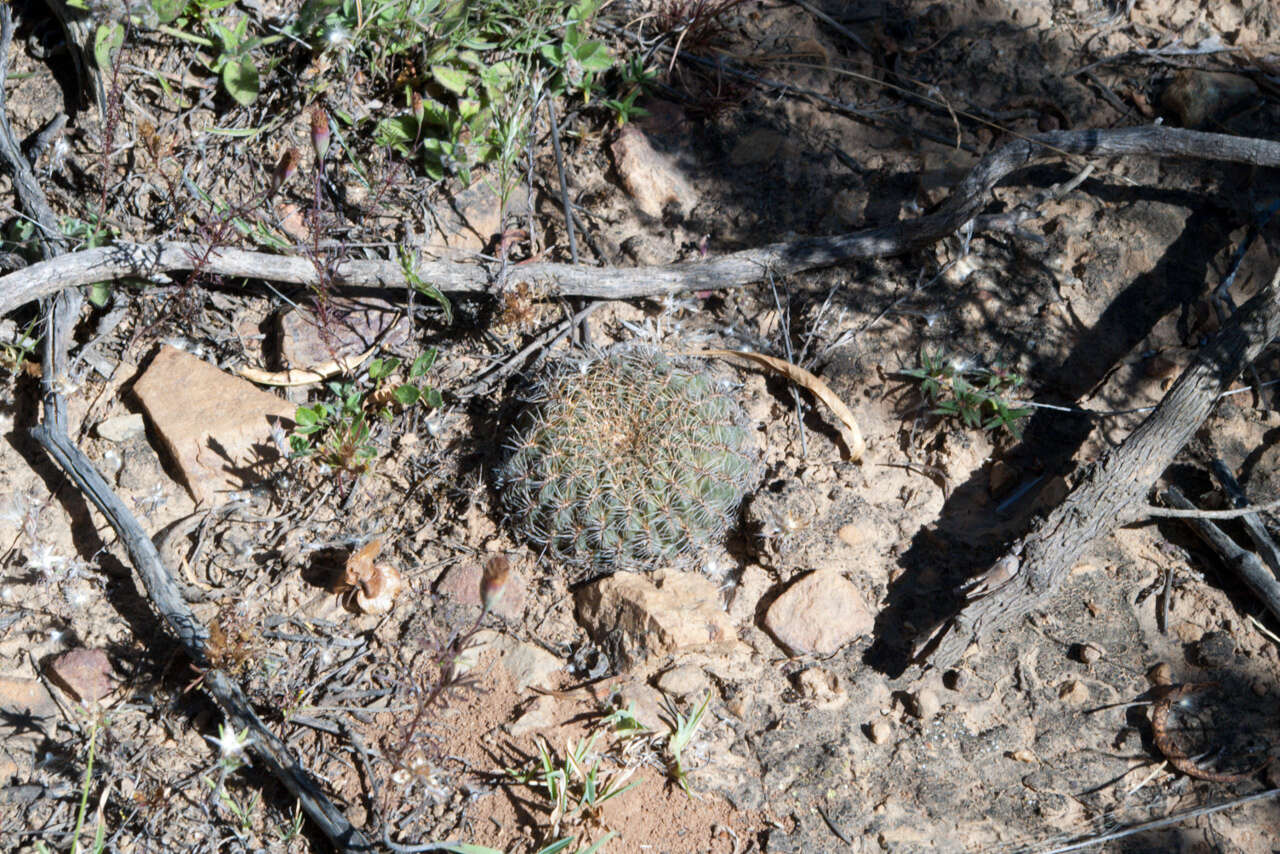 Image of Rebutia mentosa (F. Ritter) Donald