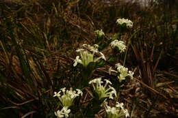 Image of Pimelea humilis R. Br.