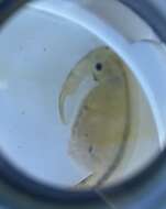 Image of Vernal Pool Fairy Shrimp