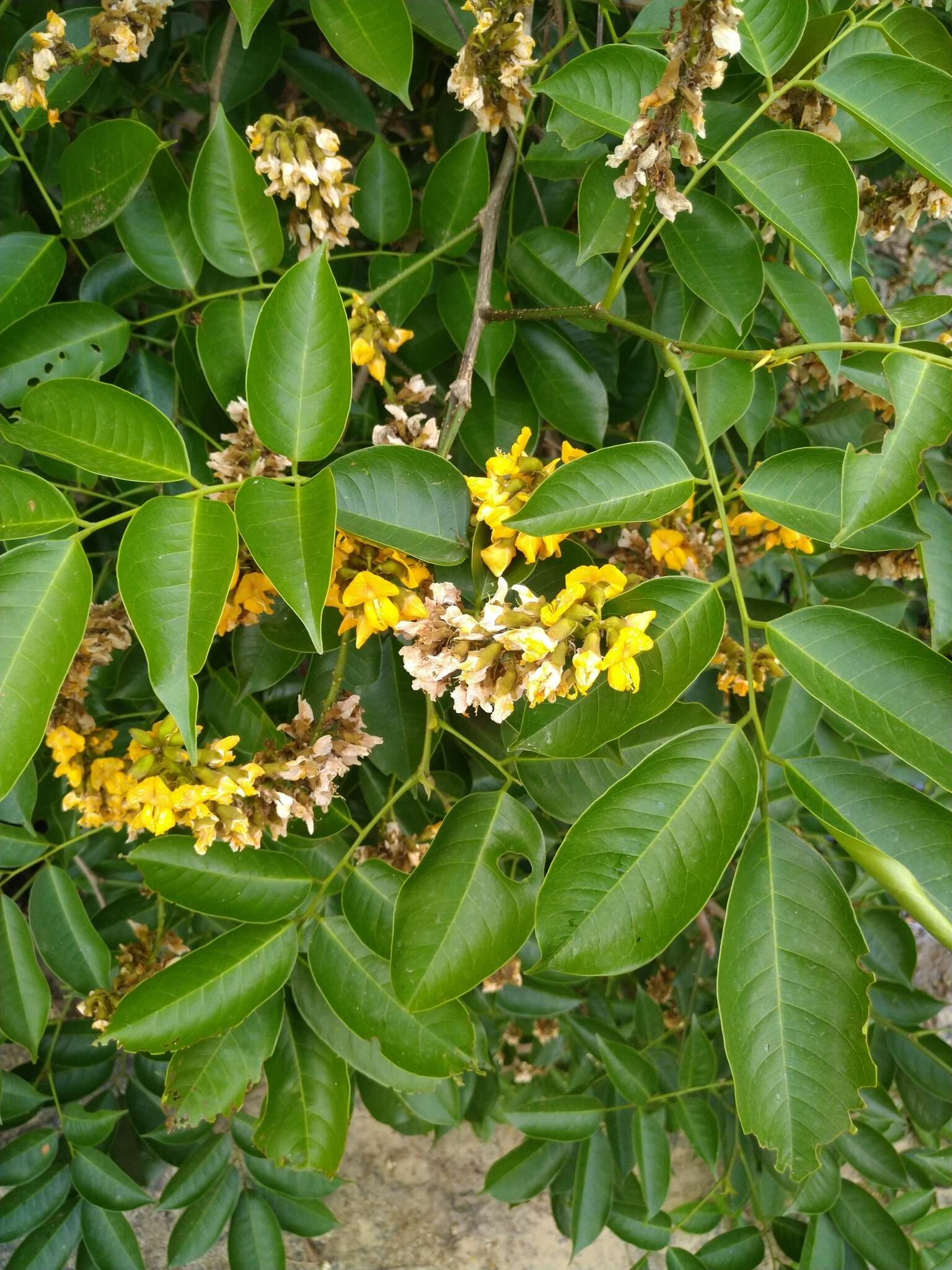 Image of Pterocarpus santalinoides DC.