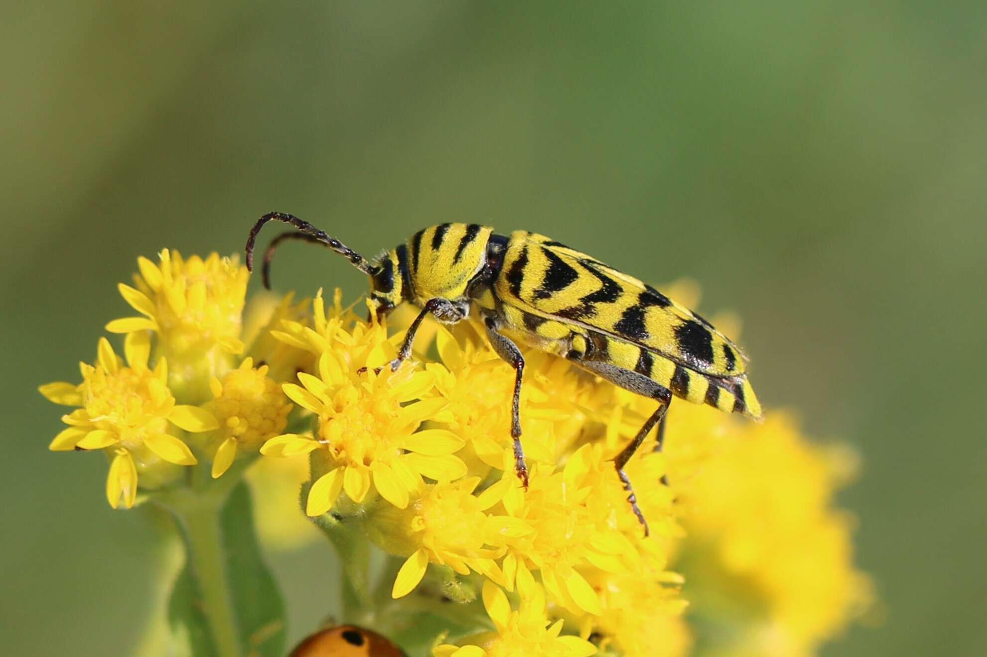 Image of Amorpha Borer