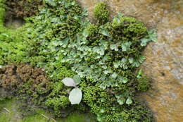 Image of Marchantia pinnata Steph.