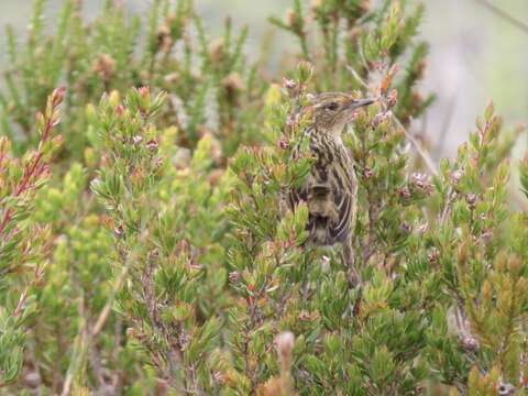 Image of Striated Calamanthus