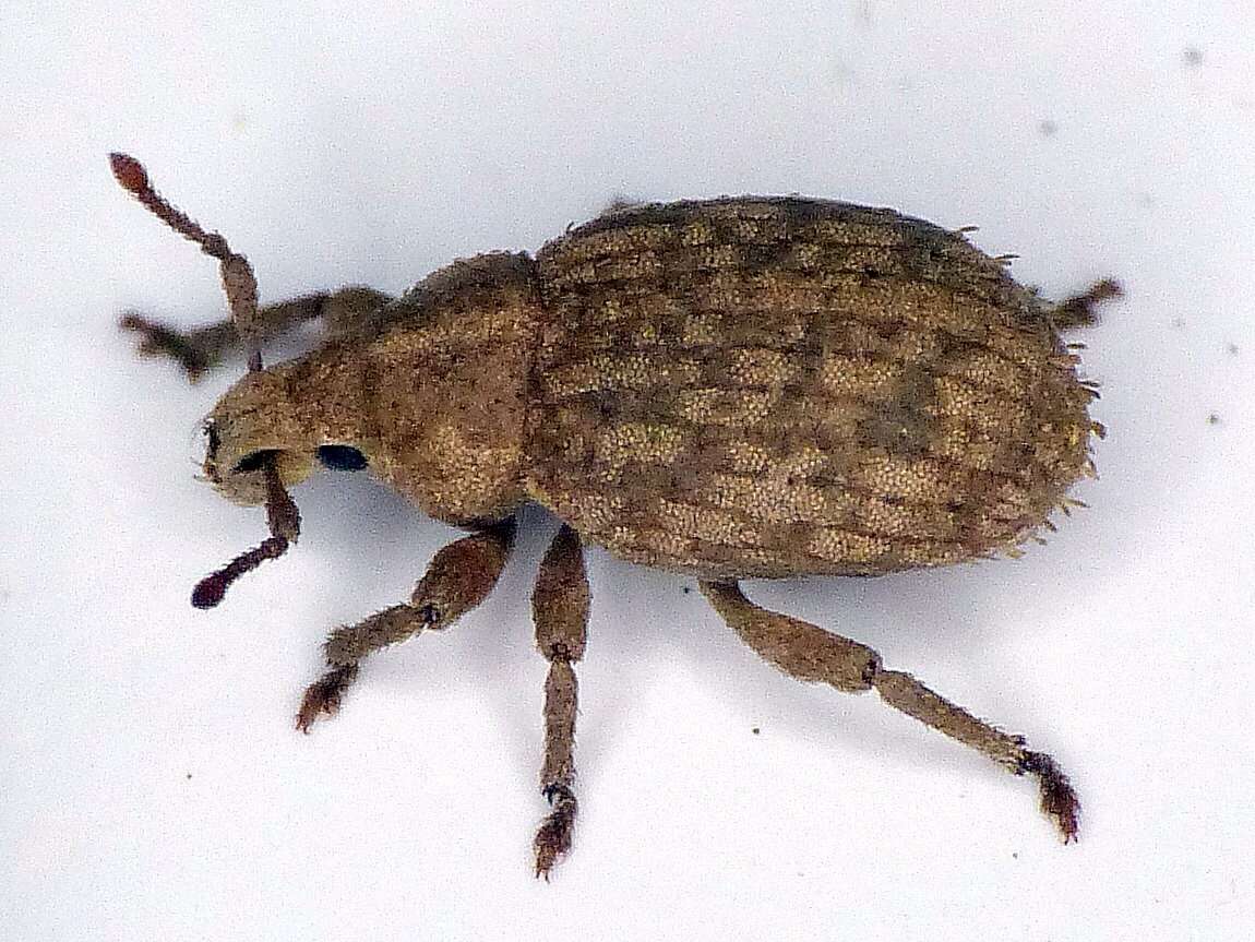 Image of Romualdius scaber (Linnaeus 1758)