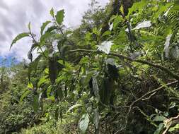 Image of <i>Solanum peikuoensis</i>