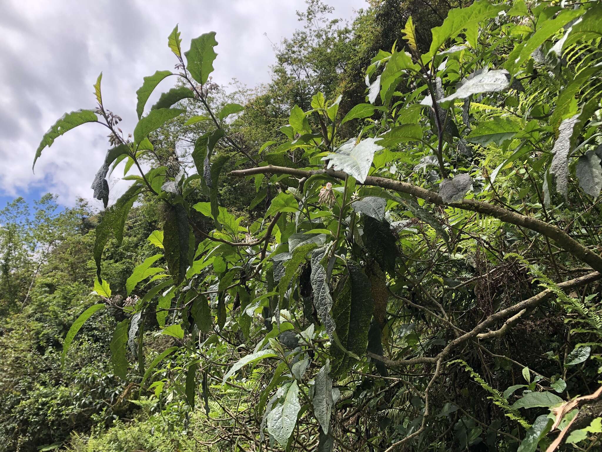 Image de <i>Solanum peikuoensis</i>