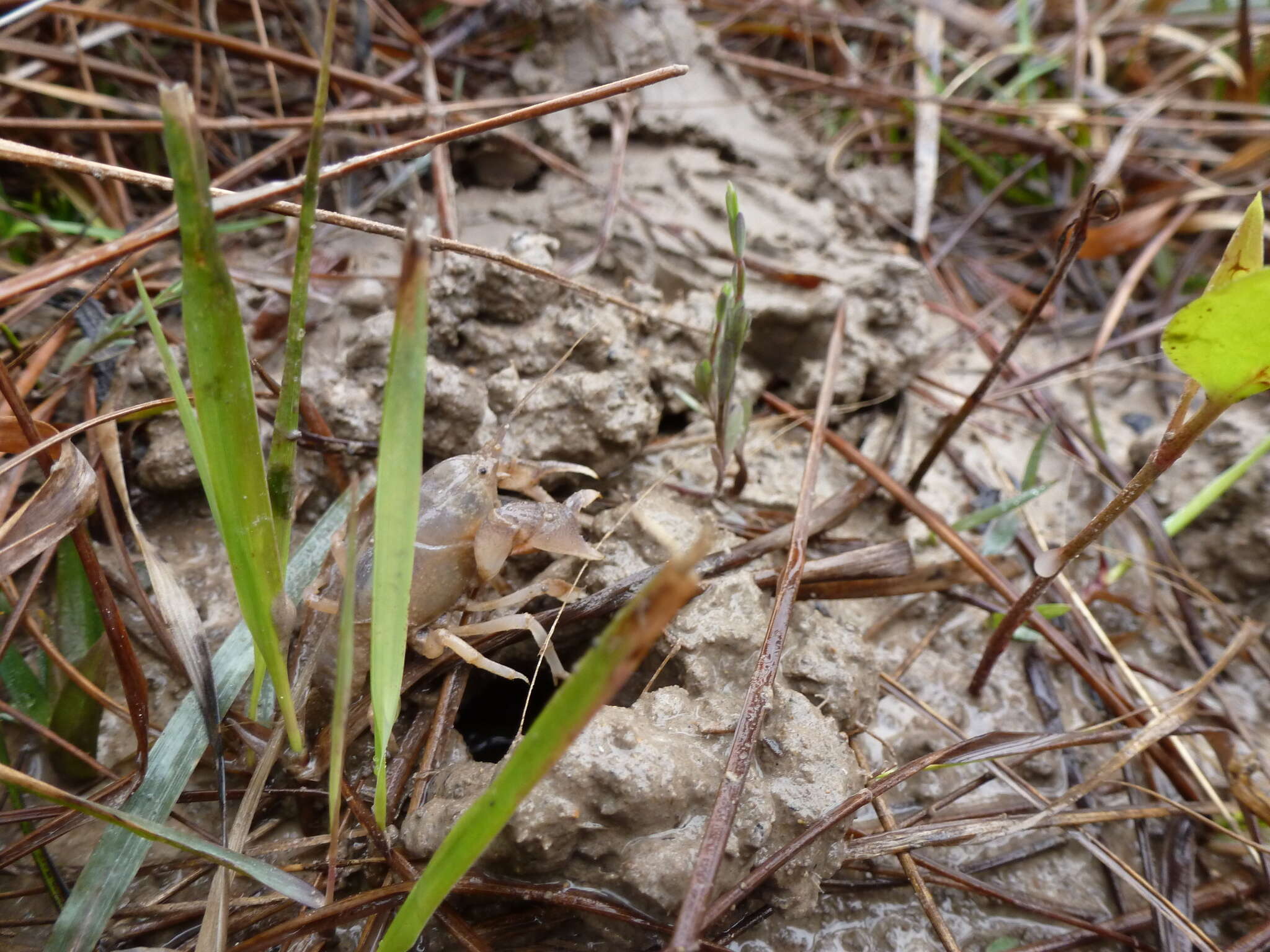 Image of Creaserinus fodiens