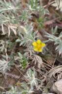 Image of pretty cinquefoil