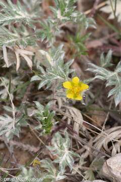 Слика од Potentilla pulchella R. Br.