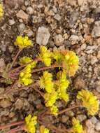 Image of sulphur-flower buckwheat