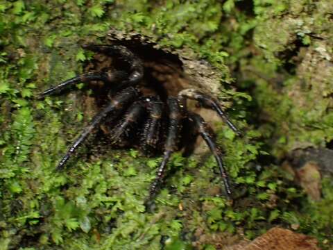 Cataxia pulleinei (Rainbow 1914) resmi