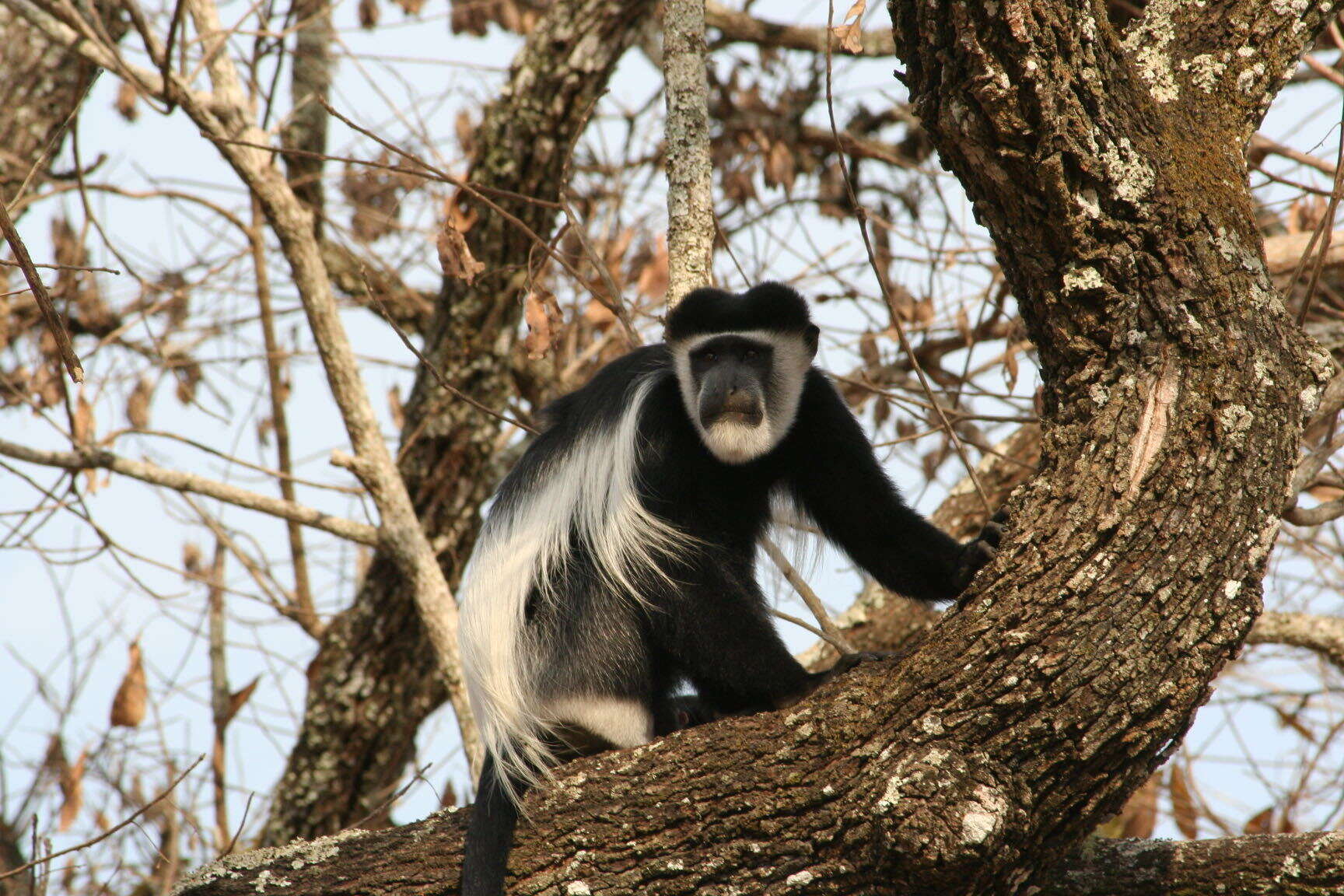 Image of Colobus guereza occidentalis (de Rochebrune 1887)