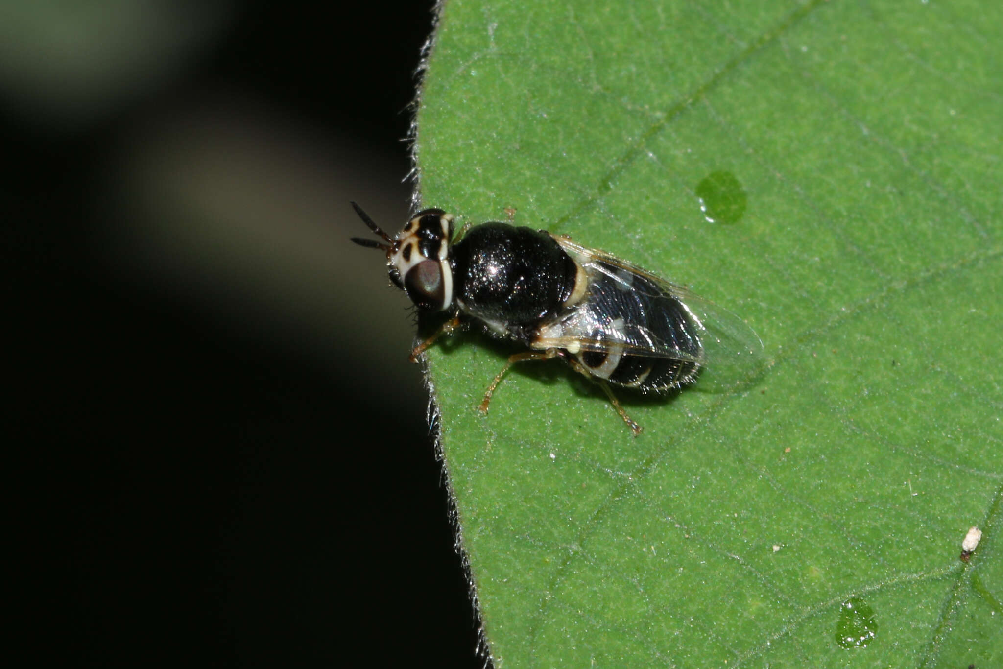 Image of Oplodontha minuta (Fabricius 1794)