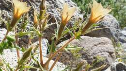 Image of hairy blazingstar