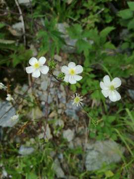 Plancia ëd Ranunculus platanifolius L.