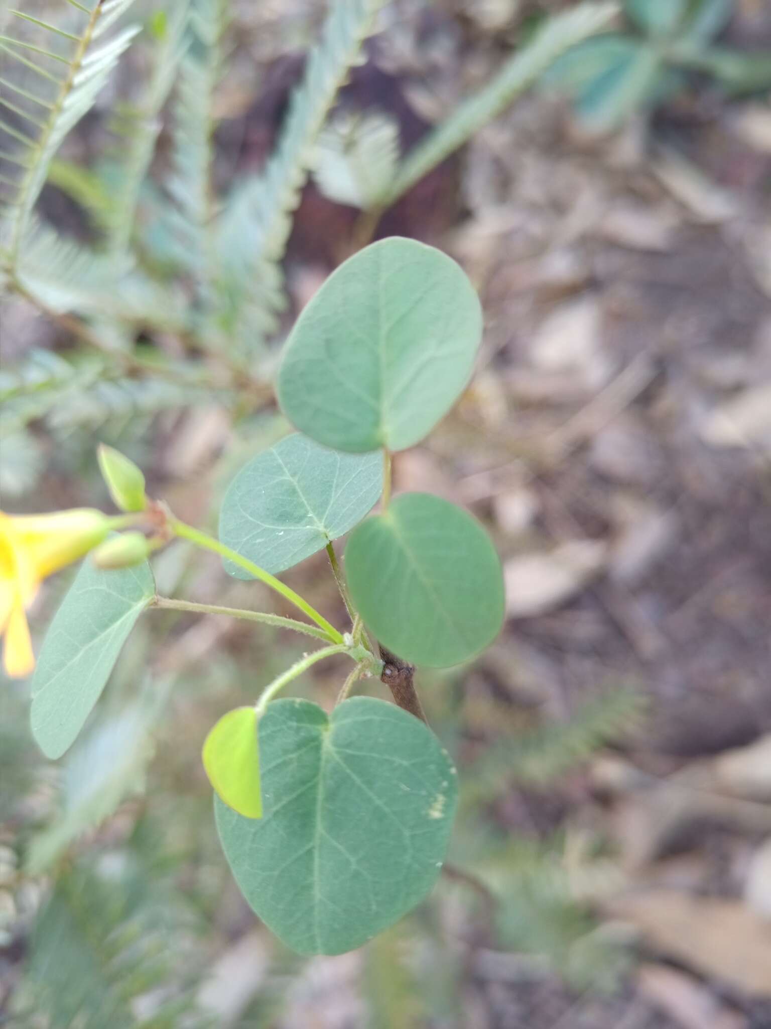 Sivun Oxalis suborbiculata A. Lourteig kuva