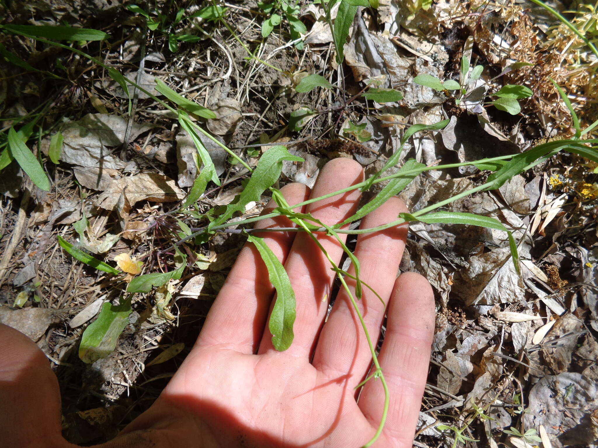 Plancia ëd Pseudoarabidopsis toxophylla (M. Bieb.) Al-Shehbaz, O'Kane & R. A. Price