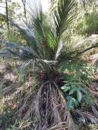 Image of Macrozamia miquelii (F. Muell.) A. DC.