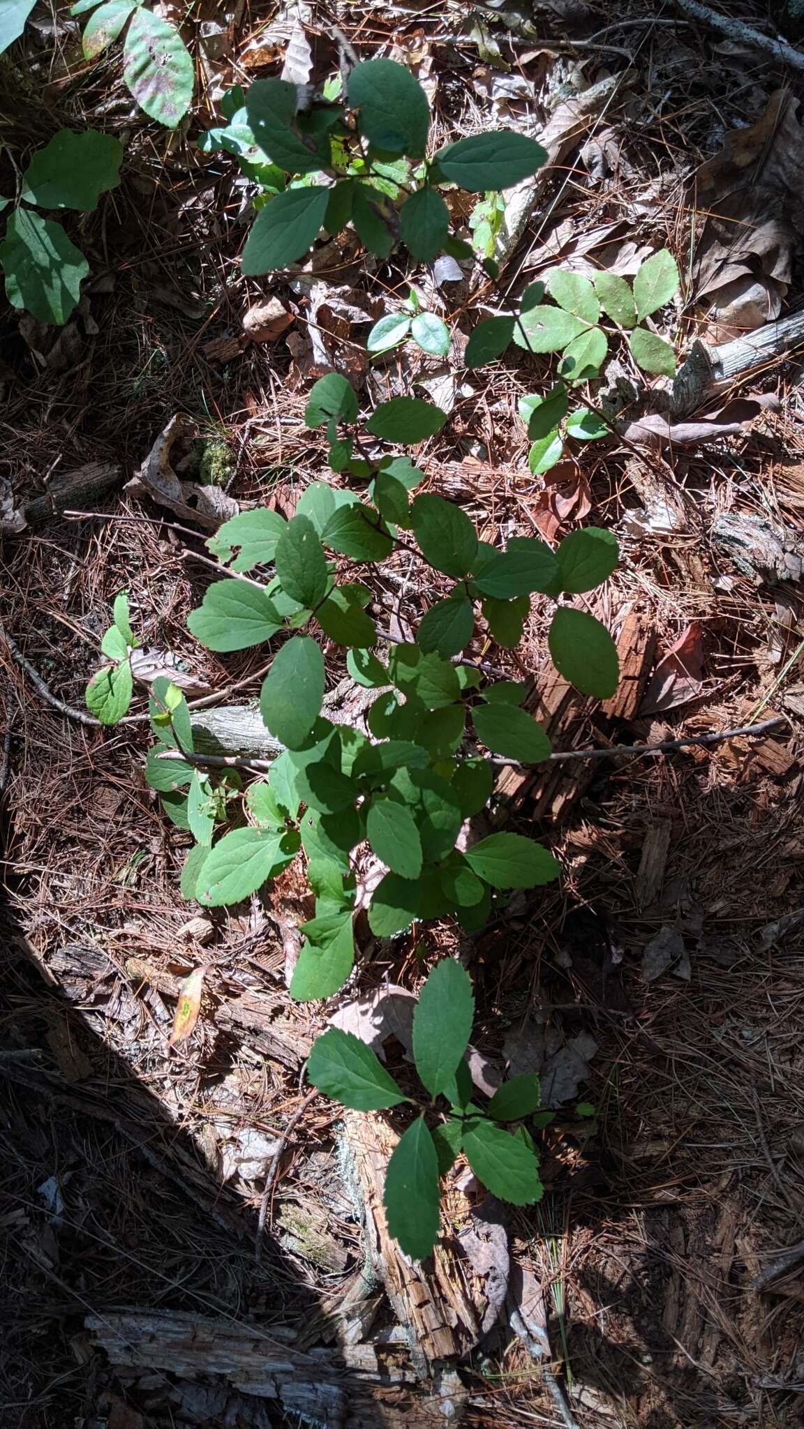 Image of Spiraea corymbosa