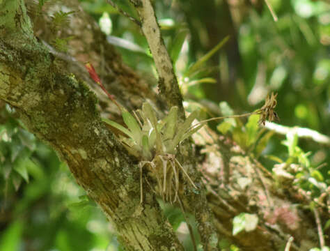Image of Vriesea carinata Wawra
