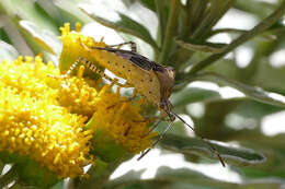 صورة Hypselonotus punctiventris Stål 1862