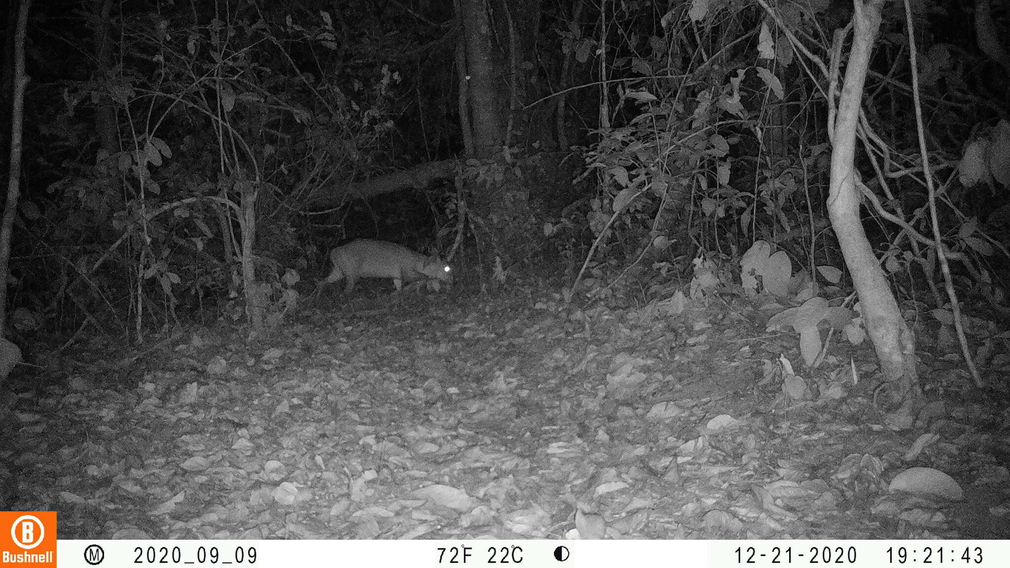 Image of Bay Duiker