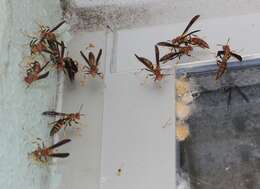 Image of Polistes bahamensis Bequard & Salt 1931