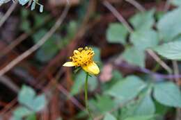 صورة Bidens ostruthioides (DC.) Sch. Bip.