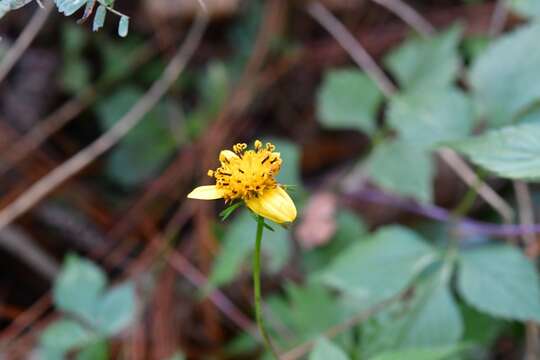 صورة Bidens ostruthioides (DC.) Sch. Bip.