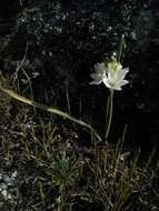 صورة Ornithogalum concinnum Salisb.