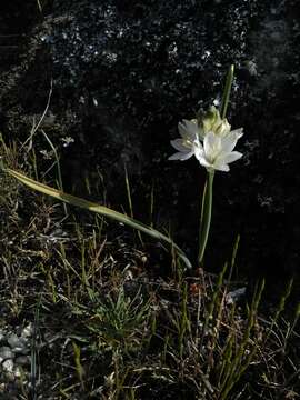 Image of Ornithogalum concinnum Salisb.