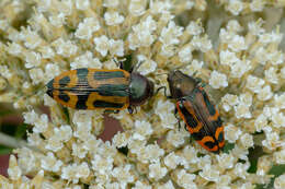 Image of Castiarina jospilota (Gory & Laporte 1838)