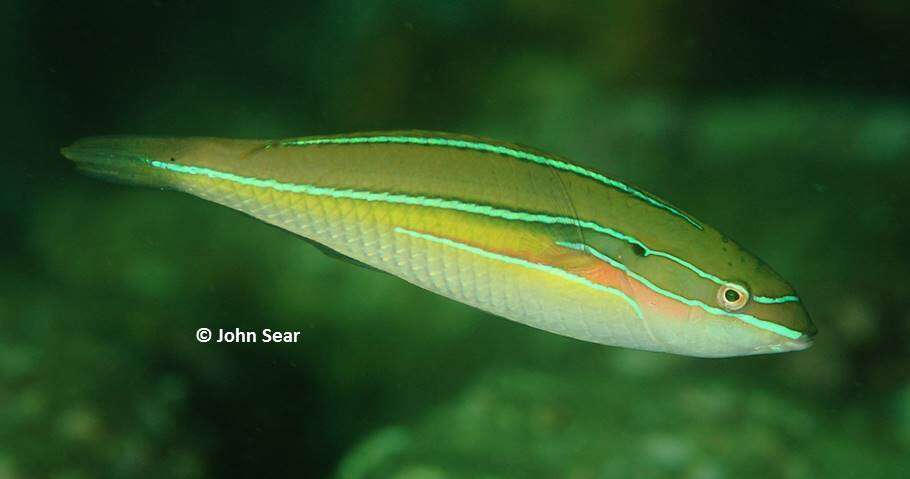 Image of Stripebelly wrasse