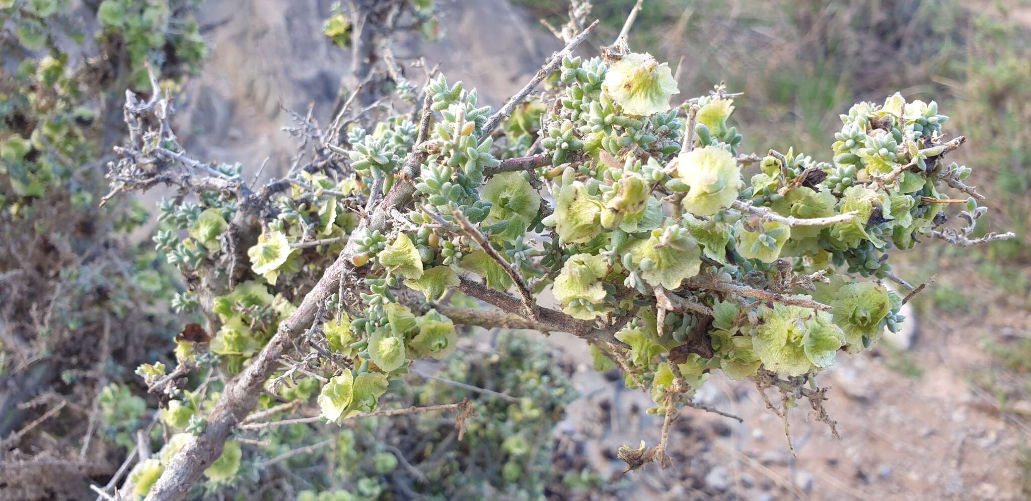 Maireana pyramidata (Benth.) P. G. Wilson resmi